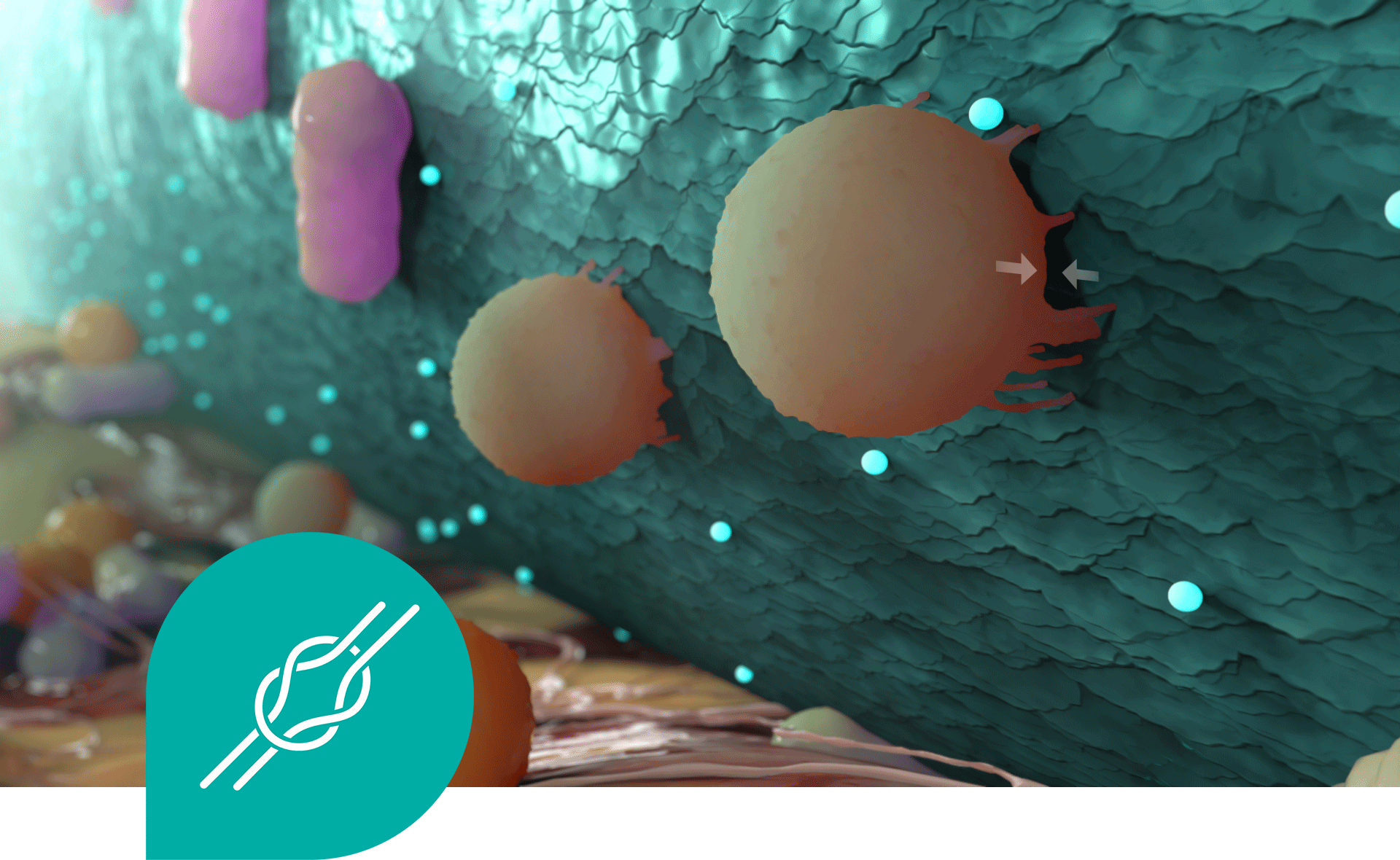 Sorbact Technology inhibuje baktérie. Sorbact Technology inhibuje baktérie.